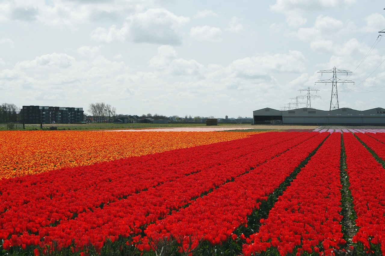 Piet Mondrian i narodziny neoplastycyzmu